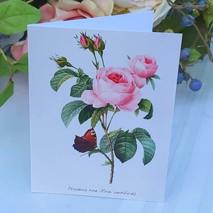 Redoute Rose Greeting Card - Provence Rose