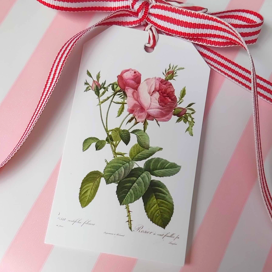 REDOUTÉ Rosa Centifolia Gift Tag