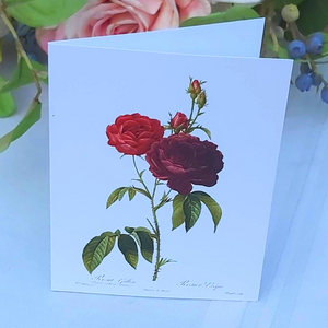 Redoute Rose Greeting Card - Rosa Gallica