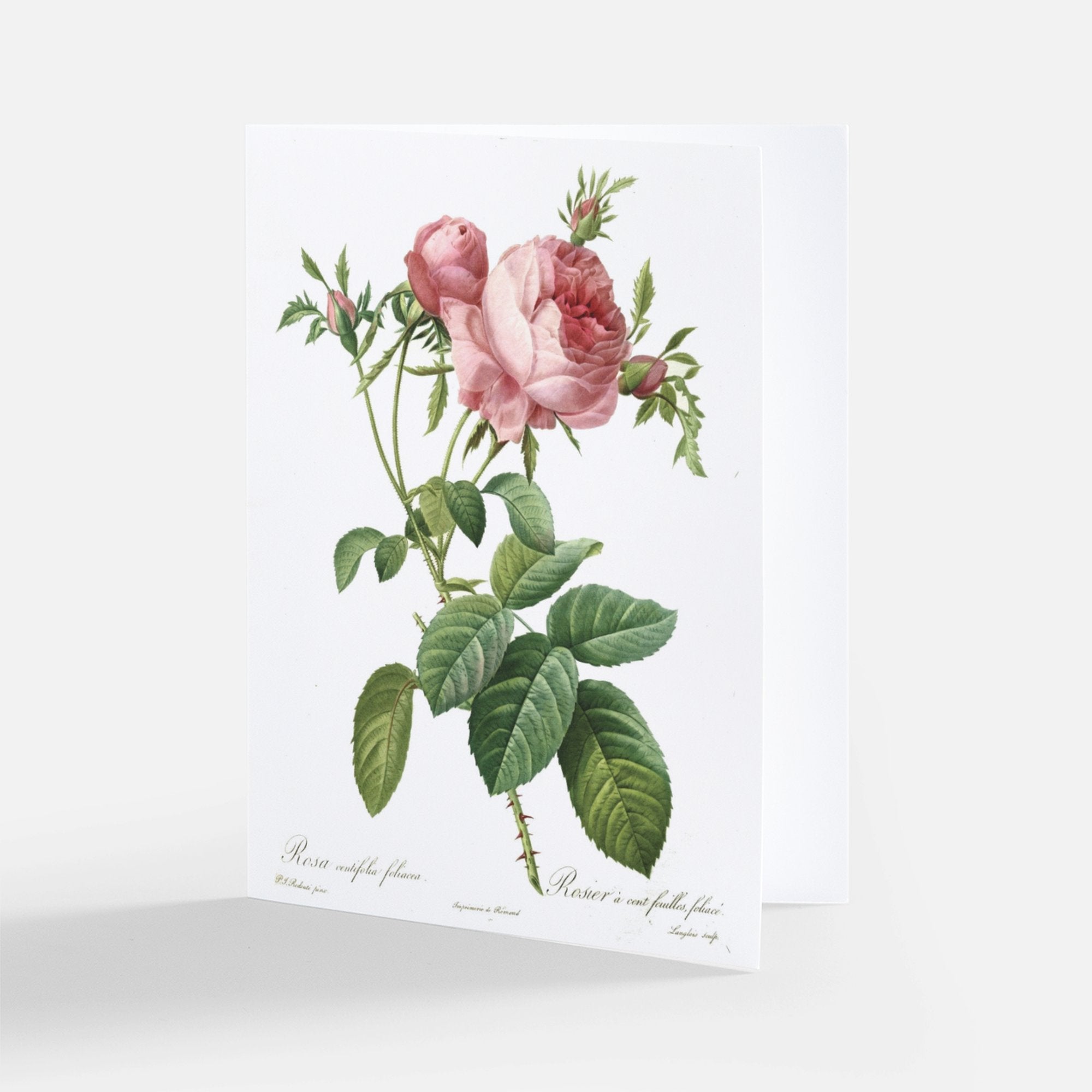 Redoute Greeting Card - Centifolia Rose - Malmaison