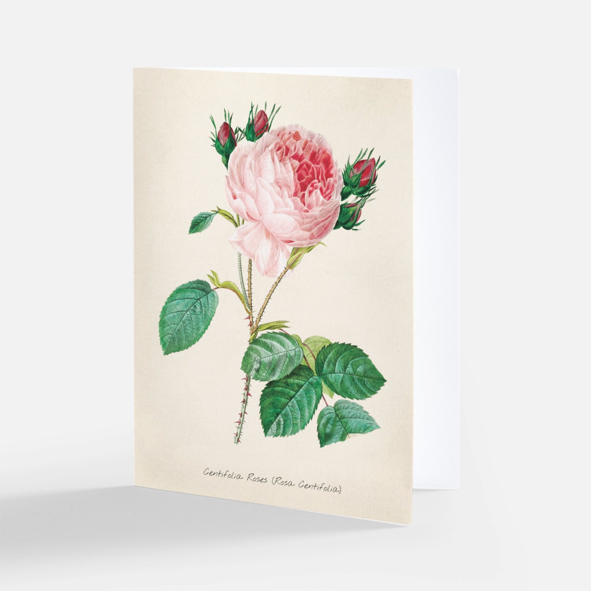 Redoute Rose Greeting Card - Centifolia Roses