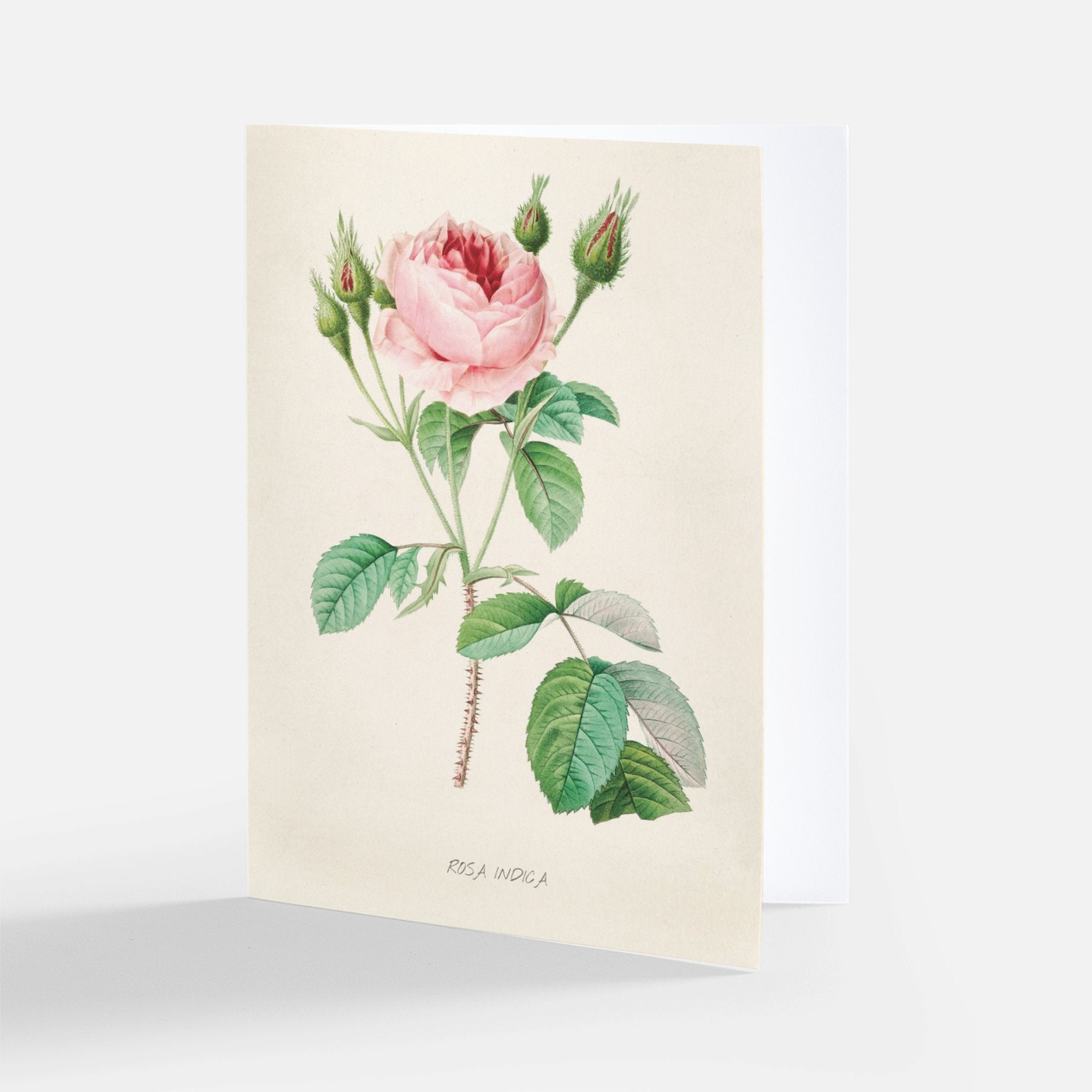 Redoute Rose Greeting Card - Rosa Indiga
